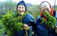 Создать мем БАБКИ КУРЯТ КАНАПЛЮ
