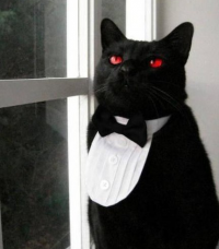 Создать мем Cat in black