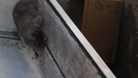 Создать мем Это я каждый день