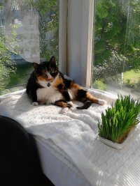Создать мем Гоп-котэ