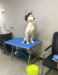 Создать мем Хаски