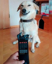 Создать мем Хитрюга