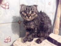 Создать мем Кот испуганный
