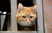 Создать мем Кот выглядывает из окна