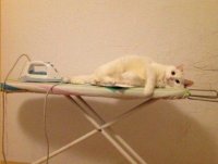 Создать мем Кот