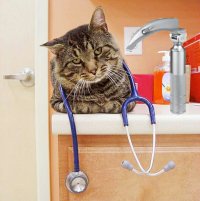 Создать мем Кот