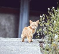 Создать мем Кот