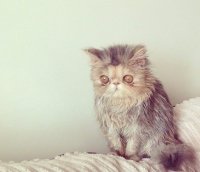 Создать мем Кот