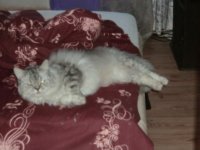 Создать мем Котэ не доволен