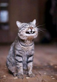 Создать мем Котееее