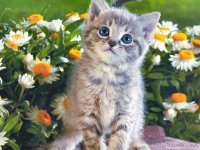 Создать мем Котейка
