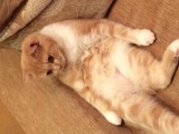 Создать мем Котик лижит