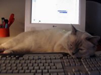 Создать мем КОТИК