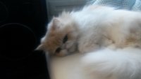 Создать мем Котик