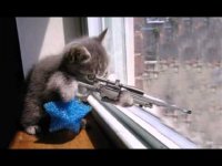 Создать мем Котёнок снайпер