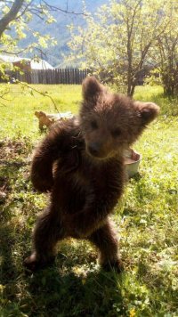 Создать мем Мишка дайте мне кирпич