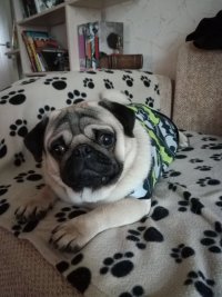 Создать мем Mops couch