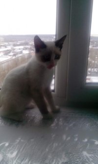 Создать мем Мяу Мяу