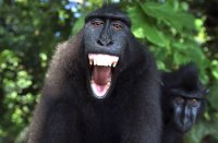 Создать мем Обезьяна-un-macaque-se-prend-selfie-une