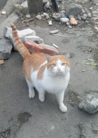 Создать мем Рыже-белая кошка