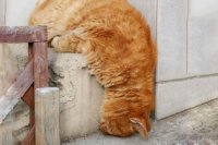 Создать мем Спящий кот