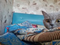 Создать мем Ты чё-то спросил