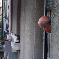 Создать мем Удивлённый кот