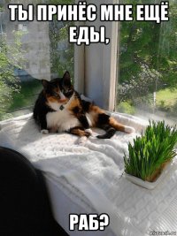 ты принёс мне ещё еды, раб?