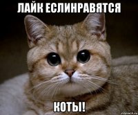 лайк еслинравятся коты!