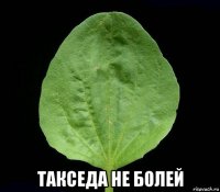  такседа не болей