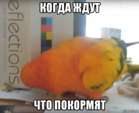 когда ждут что покормят