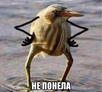  не понела