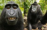 Создать мем A monkey