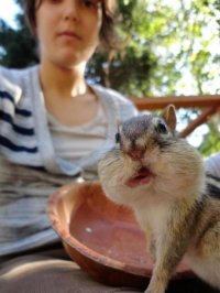 Создать мем Бурундук