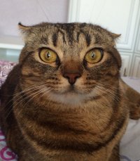 Создать мем ЧТООО