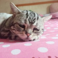 Создать мем Грустная кошка