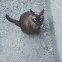 Создать мем Кот Чеее
