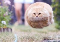 Создать мем Кот-НЛОт