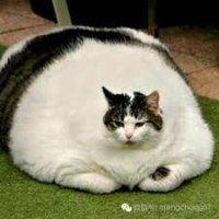 Создать мем Кот просто кот