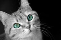 Создать мем Котэ пялится на тебя