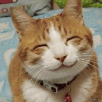 Создать мем Котэ улыбка