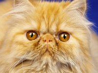 Создать мем Котик