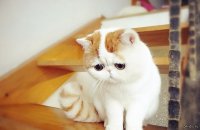 Создать мем Котик
