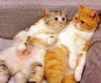 Создать мем Коты