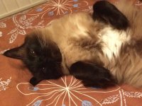 Создать мем Лежачий кот