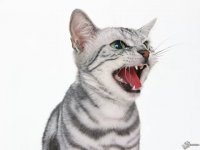 Создать мем Орущий кот