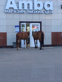 Создать мем Почём овёс