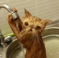 Создать мем Смешной кот