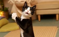 Создать мем Смешной кот