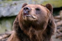 Создать мем Ведмежий